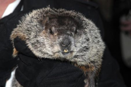 Groundhog Day, Again! Image